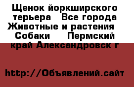 Щенок йоркширского терьера - Все города Животные и растения » Собаки   . Пермский край,Александровск г.